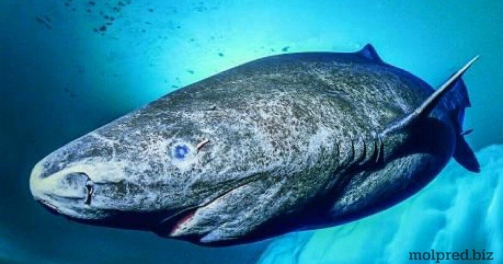 Greenland Shark หรือ ปลาฉลามกรีนแลนด์ นั้นเป็นสัตว์ประเภทเดียวกับฉลาม แต่ปลาฉลามกรีนแลนด์ จะมีขนาดที่ใหญ่กว่าฉลามทั่วไป