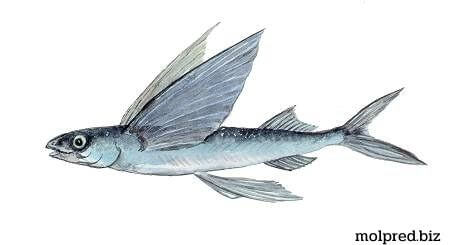 ปลาบินได้ หรือ Exocoetidae เป็นวงศ์ของปลาทะเลในลำดับ Beloniformes class Actinopterygii หรือที่เรียกขานว่าปลาบินหรือปลาค็อด