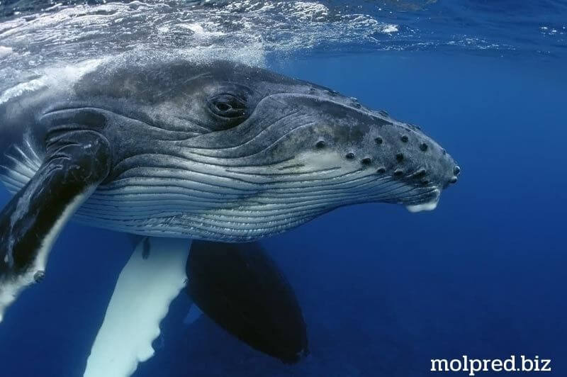 สัตว์ที่มีขนาดใหญ่ ที่สุด ได้แก่ วาฬ ซึ่งสัตว์ชนิดนี้เป็นสัตว์เลี้ยงลูกด้วยนมในทะเลที่มีรกอาศัยอยู่อย่างแพร่หลายและมีความหลากหลาย