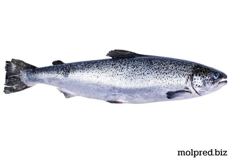 Salmon เป็นชื่อสามัญของปลากระเบนหลายสายพันธุ์ในวงศ์ Salmonidae ปลาอื่นๆ ในตระกูลเดียวกัน ได้แก่ ปลาเทราท์ ปลาชาร์