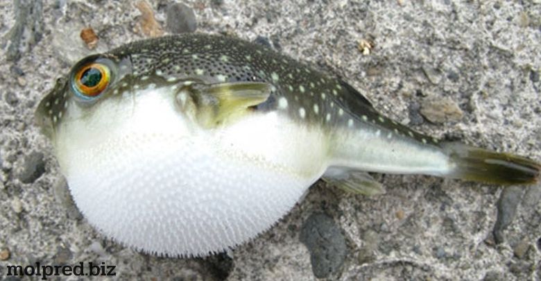 สัตว์ทะเลสุดประหลาด ปลาปักเป้า พอพูดชื่อนี้หลายๆคนอาจจะรู้จัก หรือบางคนก็อาจเคยกินด้วย ปลาชนิดนี้สามารถอยู่ได้ทั้งในน้ำจืดแทงบอล
