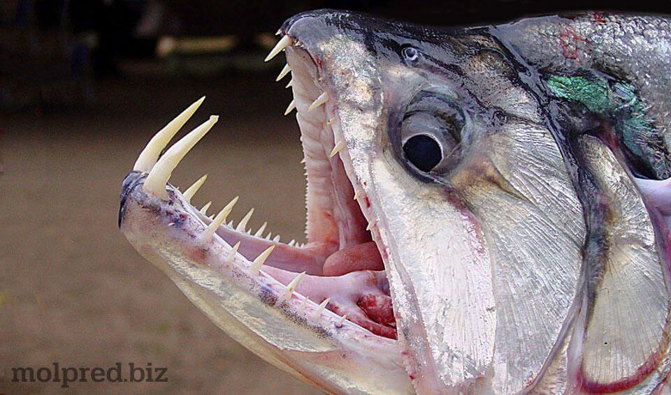 vampire squid and vampire fish ถ้าแปลกันตรงตัวก็คือ ปลาหมึกแวมไพร์ และปลาแวมไพร์ ซึ่งสัตว์ 2 ชนิดนี้เป็นสัตว์ทะเลที่น่ากลัวมาก