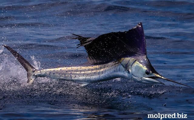 ปลาเซลฟิชกระโดดลงเรือประมง ที่นอกเมือง Stuart นักตกปลาฟลอริดากำลังต่อสู้กับปลาเซลฟิชขนาด 100 ปอนด์เมื่อมันลอยขึ้นไปในอากาศ