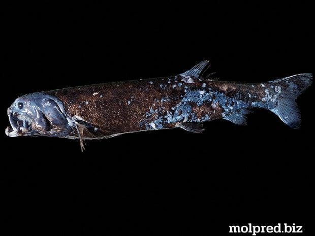 Yokozuna Slickhead  นักวิทยาศาสตร์เชื่อว่าเป็นปลาที่หายากมาก นักวิทยาศาสตร์ชาวญี่ปุ่นได้จับภาพวิดีโอหายากของปลากระดูกทะเล