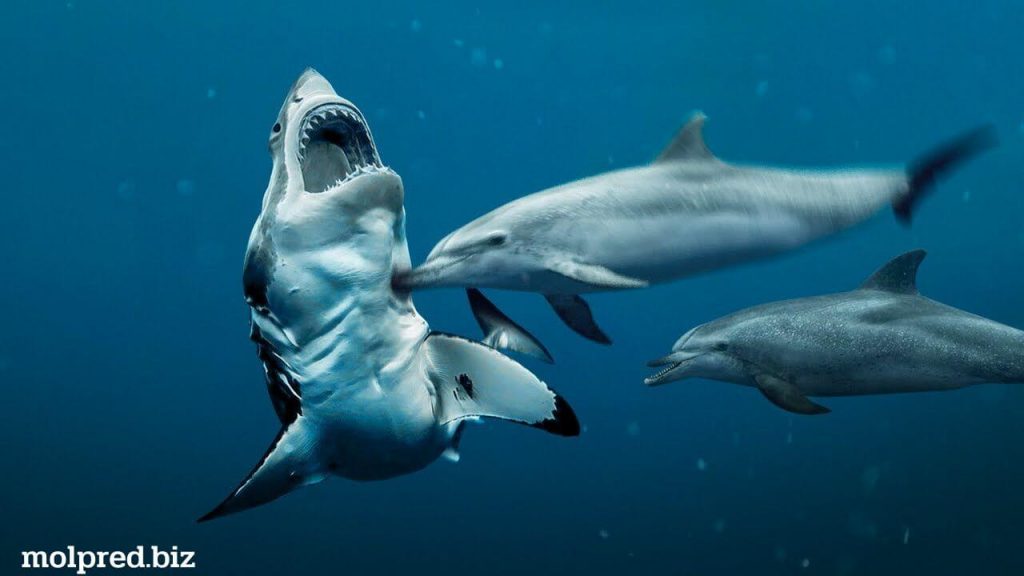 เหตุผลที่ฉลามมีอาการกลัวโลมา เช่นเดียวกับที่เวลเราอยากได้อะไร เราจะตามหาอย่างสุดกำลัง ฉลามตรวจหาปลาโลมาก่อนจะตามล่า