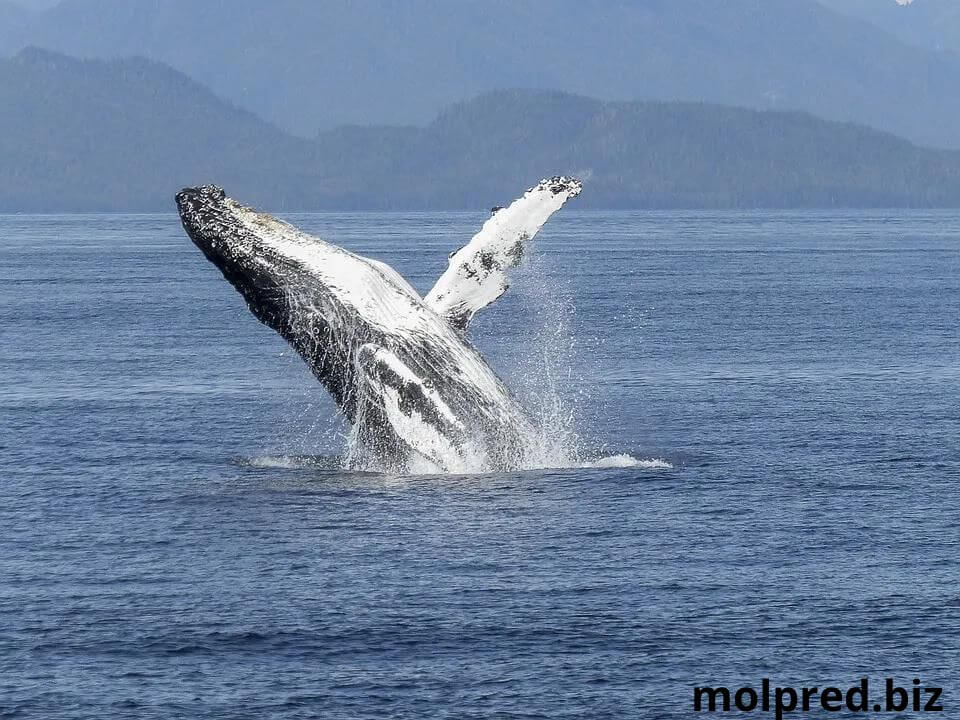 ทำไมวาฬถึงกระโดด? คำถามทั่วไปและน่าสงสัยที่มักถูกถามในทัวร์ของเรา แน่นอนว่าเพื่อให้ได้คำตอบที่แท้จริง เราจะต้องถามวาฬเอง น่าเสียดาย