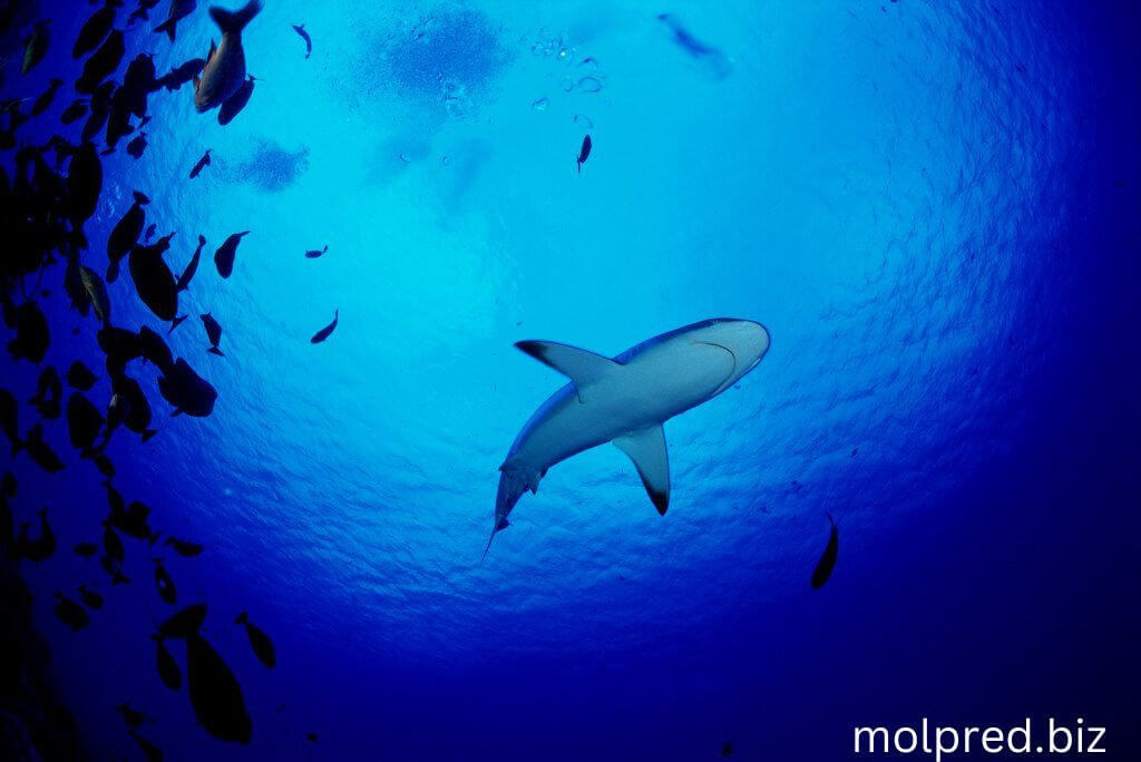 ทำไมเราจึงต้องการปลาฉลาม คาดว่าฉลาม 100 ล้านตัวถูกมนุษย์ฆ่าทุกปี นั่นคือเกือบ 200 ฉลามต่อนาที การประมงบางแห่งจงใจกำหนดเป้าหมาย