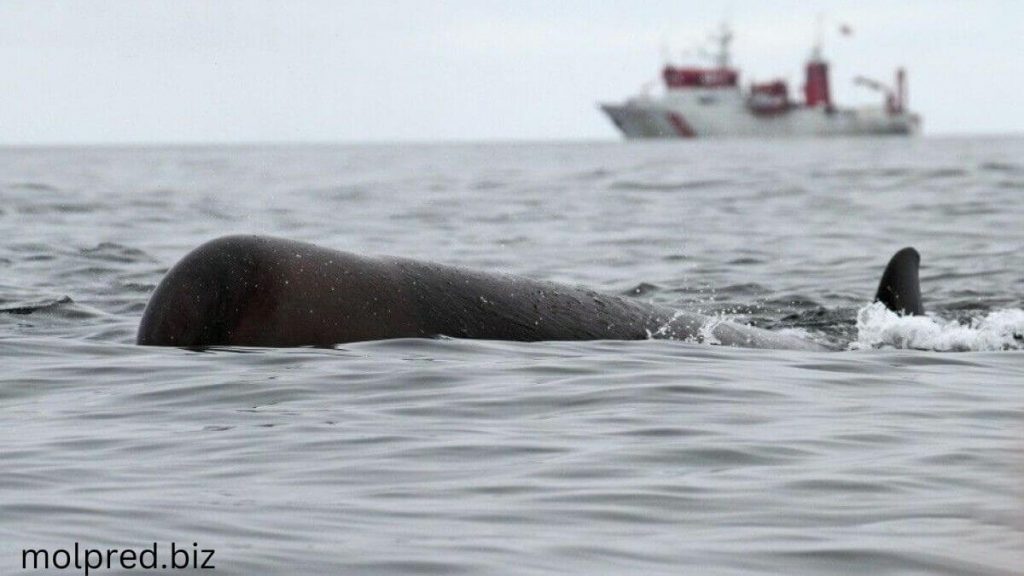 ทำไมวาฬจึงหนีจากโซนาร์ เมื่อเรือเดินทะเลและเรือเดินทะเลอื่นๆ ใช้โซนาร์ วาฬหลายสายพันธุ์หนีเอาชีวิตรอด บางคนถึงกับเกยตื้นบน