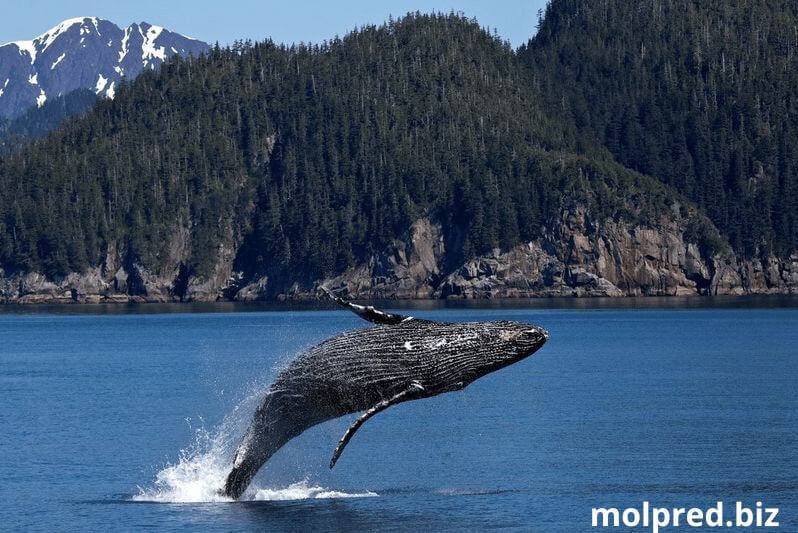 ทำไมปลาวาฬมีความสำคัญ ปัจจุบันมีวาฬกว่า 70 สายพันธุ์ที่แตกต่างกันในมหาสมุทรโลก วาฬหลายสิบสายพันธุ์ที่สวยงามไม่แพ้กัน