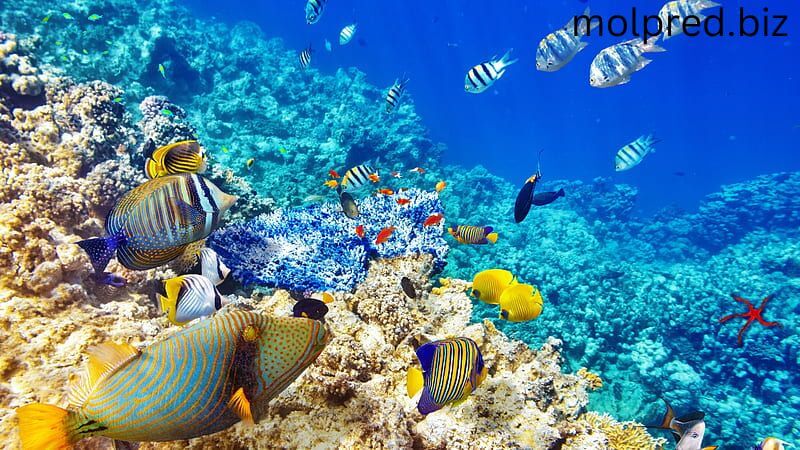 ทำไมปลาตรงปะการังถึงมีหลายสี ทุกปี นักประดาน้ำตื้นหลายพันคนเดินทางเป็นระยะทางไกลเพื่อรื่นรมย์กับความงามของพื้นที่