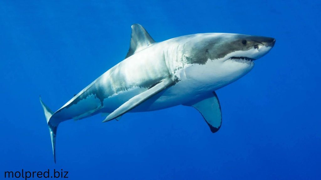 ฉลามสำคัญยังไงกับโลกใบนี้ ในฐานะผู้ล่าสูงสุด พวกมันมีบทบาทสำคัญในสิ่งต่างๆโดยการคงอยู่สายพันธุ์ที่อยู่ด้านล่างของพวกมันในห่วงโซ่อาหาร