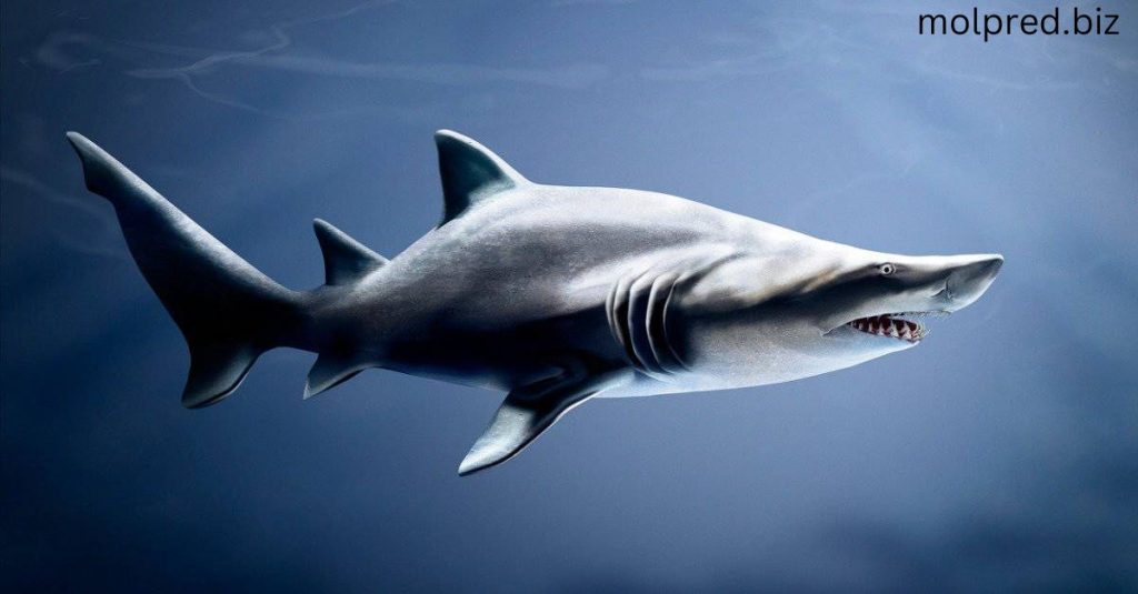 ทำไมฉลามถึงใกล้หมดไปจากโลก พวกมันว่ายน้ำในทะเลของโลกตั้งมานานมากๆแล้ว อย่างไรก็ตาม ในช่วงไม่นานมานี้ เรื่องราวก็ได้เกิขึ้น