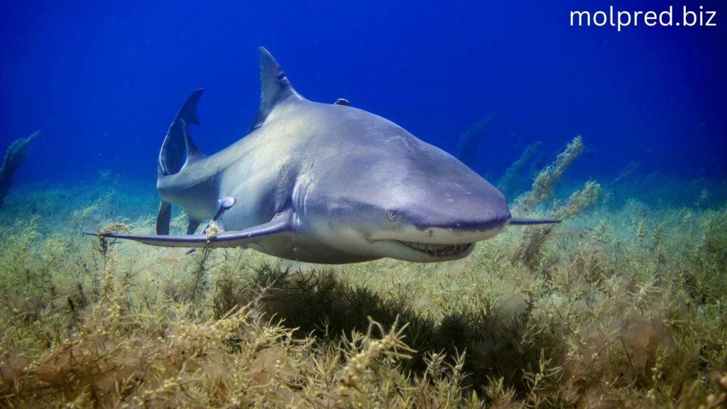 การต่อต้านการล่าฉลาม พวกมันเป็นสิ่งมีชีวิตที่น่าทึ่งซึ่งอยู่รอดมาได้เป็นล้านๆปี และเป็นเพราะพวกมัน ที่ทำคุณได้น้ำทะเลสีฟ้าใส