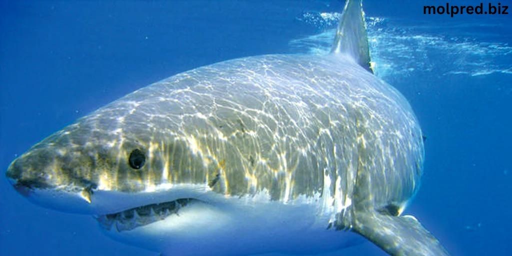ฉลามได้ยินเสียงของคนไหม ฉลามมีข้อได้เปรียบที่เห็นได้ชัดเจนกว่าคนที่อยู่ในน้ำ และยิ่งเป็นเรื่องของความไว ซึ่งต้องพึ่งพา