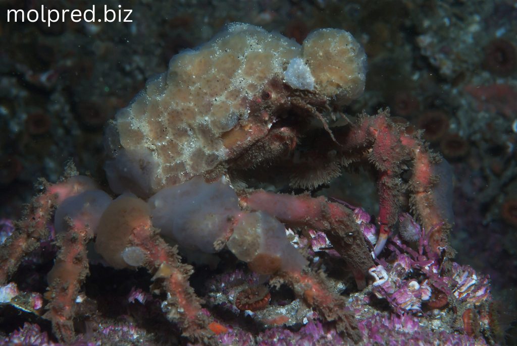 Decorator Crab พวกมันเป็นหนึ่งในนักปลอมตัวที่แยบยลที่สุดในทะเล บางครั้งเรียกอีกอย่างว่าปูแมงมุม ประมาณ 75% ของสปีชีส์ในวงศ์นี้