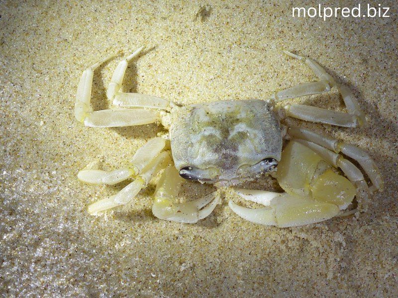 Ghost Crab พวกมันสามารถบอกได้จากรูปร่างที่ดูเป็นกล่อง ก้านตาที่บางครั้งก็เหมือนมีเขา และขนาดกรงเล็บที่ไม่เท่ากัน พวกมันสามารถ