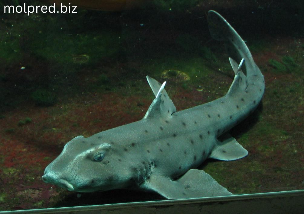 Horn Shark พวกมันเป็นสัตว์ที่เคลื่อนไหวแบบค่อยๆและเซื่องซึม ใช้เวลาเกือบทั้งวันในการพรางตัวตามโขดหิน และออกมาหา
