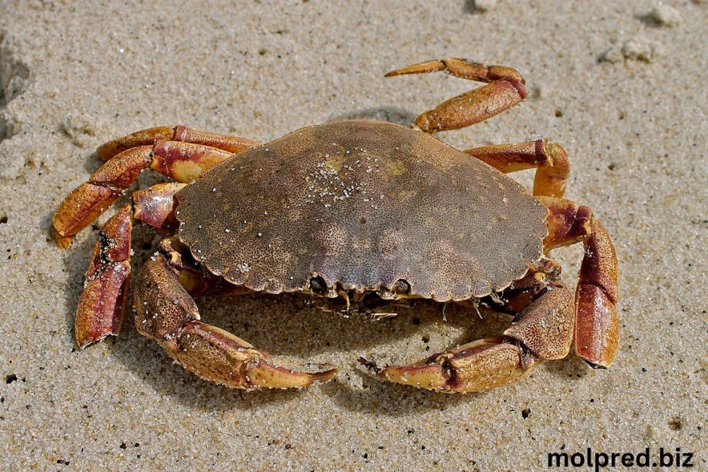 Jonah Crab มันมีค่าสำหรับเนื้อหวานและรสชาติและก้ามและขาของมันซึ่งมีราคาย่อมเยากว่าปูชนิดอื่น มีกระดองขรุขระมีจุดสีเหลือง