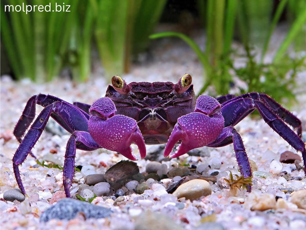 Vampire Crab ปูตัวเล็กนี้เป็นหนึ่งในสัตว์เลี้ยงในตู้ปลาที่ได้รับความนิยมมากที่สุดในปัจจุบัน และใครๆ ก็อยากได้มัน แม้ว่าปูแวมไพร์