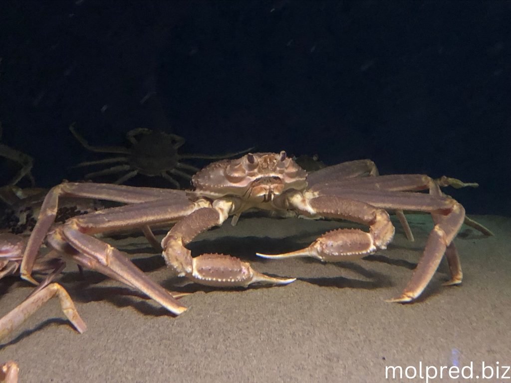 Snow Crab มีกระดองสีน้ำตาลหรือแดง ข้างใต้มีแรเงาสีขาวหรือสีอ่อนๆ การบังแสงนี้ช่วยปกปิดบริเวณน้ำลึกที่ปูเหล่านี้อาศัยอยู่