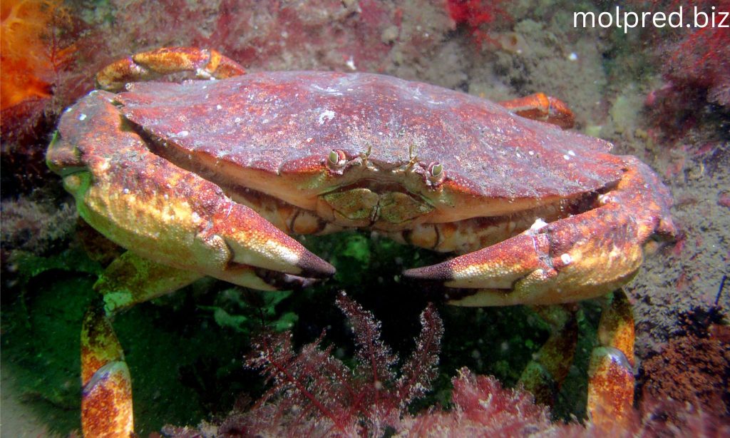 Rock Crab คนส่วนใหญ่จะเรียกว่าปูหินสีแดง พบได้ตามชายฝั่งแปซิฟิกและกลายเป็นอาหารยอดนิยมในแคลิฟอร์เนีย ทำให้ถูกขายและจับ
