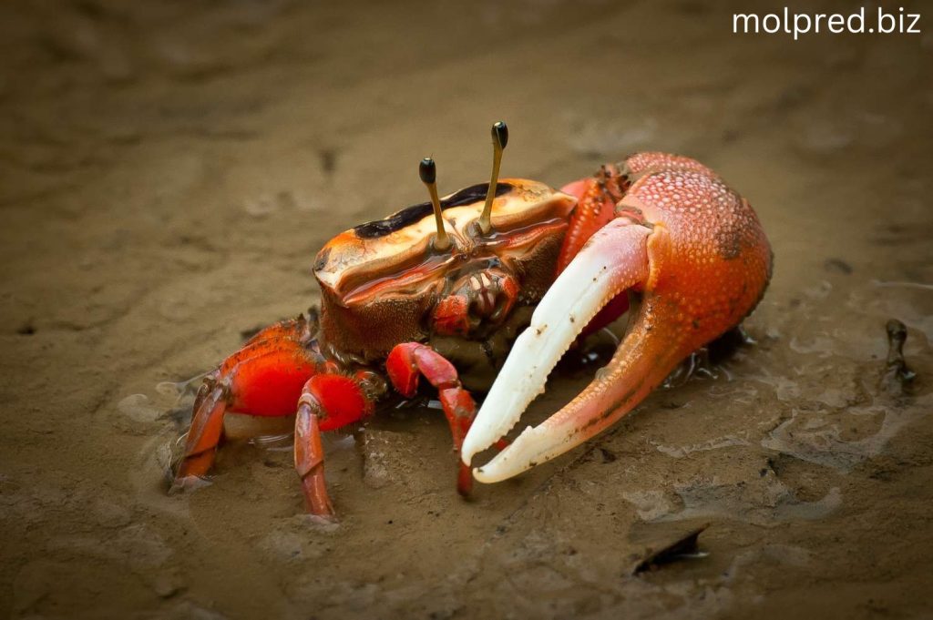 Fiddler Crab ลักษณะสะดุดตาที่สุดของพวกมันคือความแตกต่างของขนาดระหว่างก้ามทั้งสองของตัวผู้ ตัวผู้มีกรงเล็บที่ขยายใหญ่ขึ้น