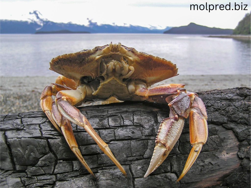 Dungeness Crab เมื่อฟักออกจากไข่ พวกมันจะเป็นแพลงก์ตอนและออกจากตัวเมีย ในช่วงระยะตัวอ่อนซึ่งใช้เวลาสี่เดือนถึงหนึ่งปี