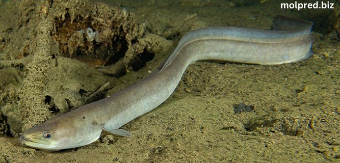 Freshwater Eel พวกมันแตกต่างจากพวกมันที่อยู่ในน้ำเค็มซึ่งไม่มีหนังที่พัฒนามาอย่างดี มีส่วนหัวที่แหลม ตรงตา