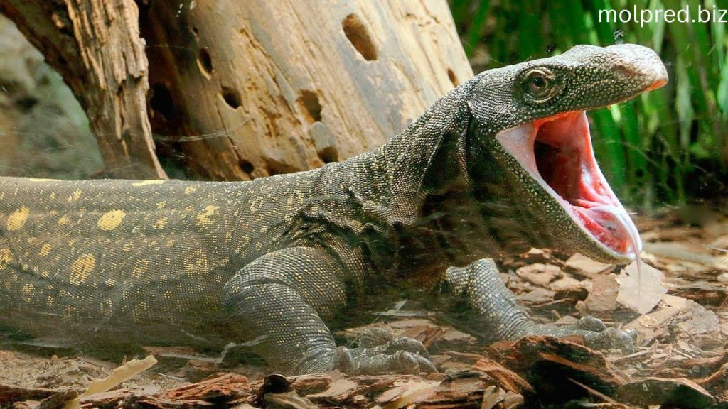 Crocodile Monitor เป็นพวกมันที่น่าเกรงขามและน่าเกรงขามที่สุดในโลกเลยก็ว่าได้ ถือได้ว่าเป็นสุดยอดพวกมันเลี้ยง พวกมันเรียก