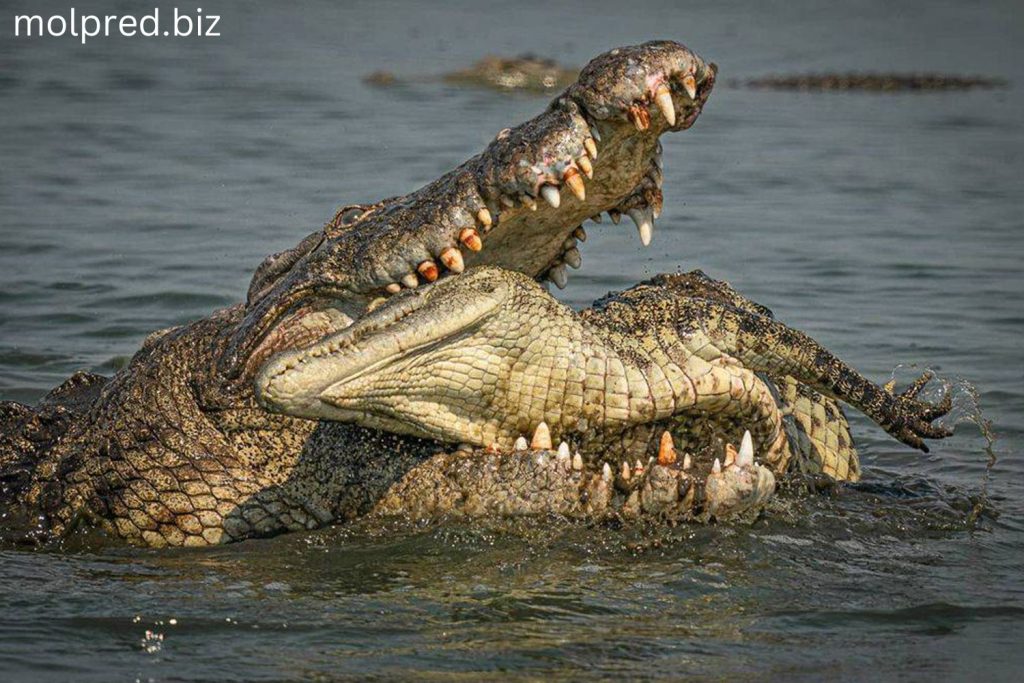 Crocodylomorph ในยุคแรก ๆ บางชนิดเป็นพวกที่กินใบไม้ แต่ส่วนใหญ่พวกมันจะกินพวกที่พวกมันล่า รวมถึงพวกที่รอดชีวิตมาจน