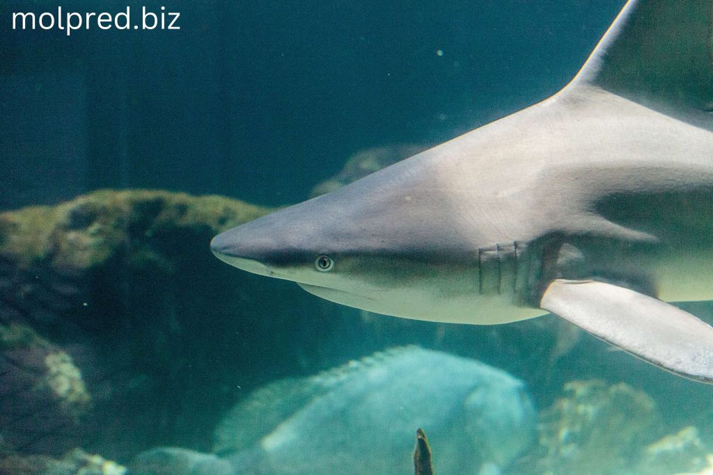 Blacknose Shark พวกมันชนิดนี้ได้ชื่อมาจากรอยปื้นดำที่ปลายจมูก ซึ่งสังเกตได้ชัดเจนกว่าพวกมันอายุน้อย แต่จะหายไปเมื่อพวกมัน