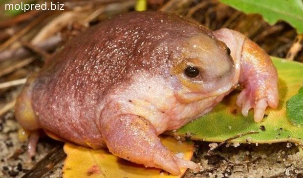 Turtle Frog พวกมันเป็นตัวอย่างที่น่าสนใจ พวกมันเหล่านี้มีตาเล็กเป็นประกายและผิวหนังสีชมพูอ้วน และมักถูกอธิบายว่ามีรูปร่างเป็นทรง