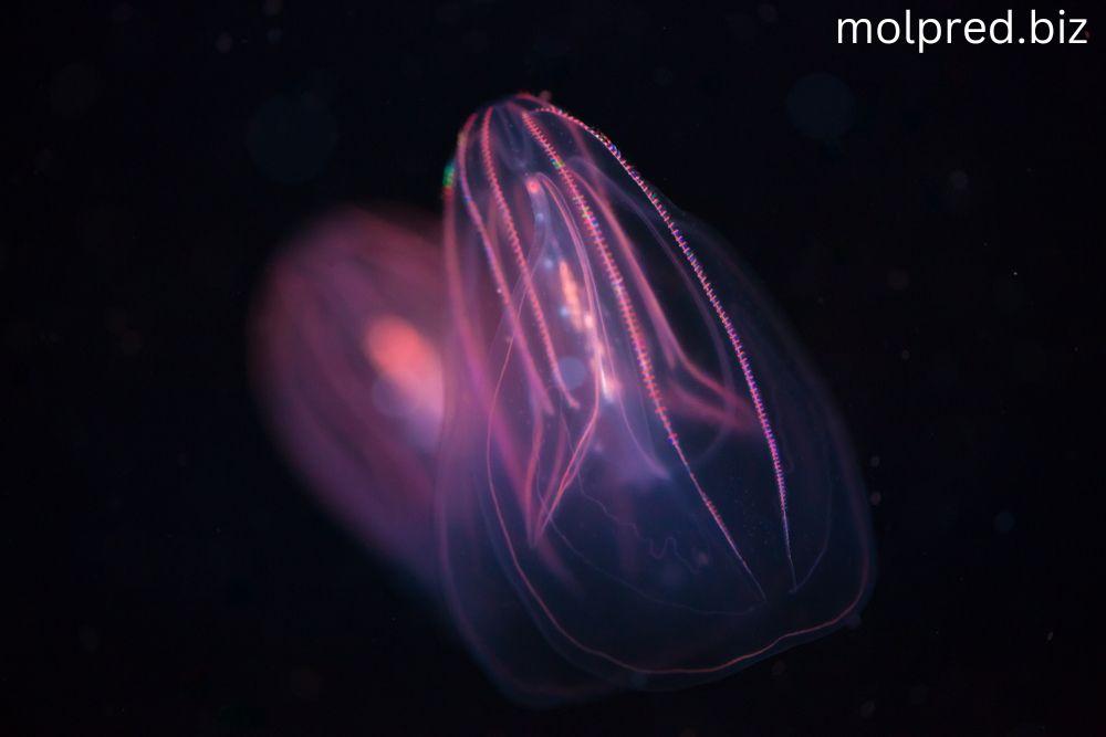 Comb Jellyfish พวกมันเป็นพวกที่น่าสนใจที่สุดบางชนิด พวกมันได้รับการตั้งชื่อตามเปลือกที่ล้อมรอบใจกลางของมัน และมีลักษณะ