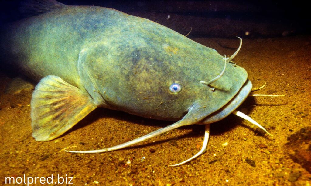 Flathead Catfish พวกมันเป็นชนิดทั่วไปขนาดใหญ่ที่ไม่เป็นที่รู้จักอย่างแน่นอนจากรูปลักษณ์ของมัน พวกมันคือปพวกที่อยู่น้ำจืด และนักจับปลา