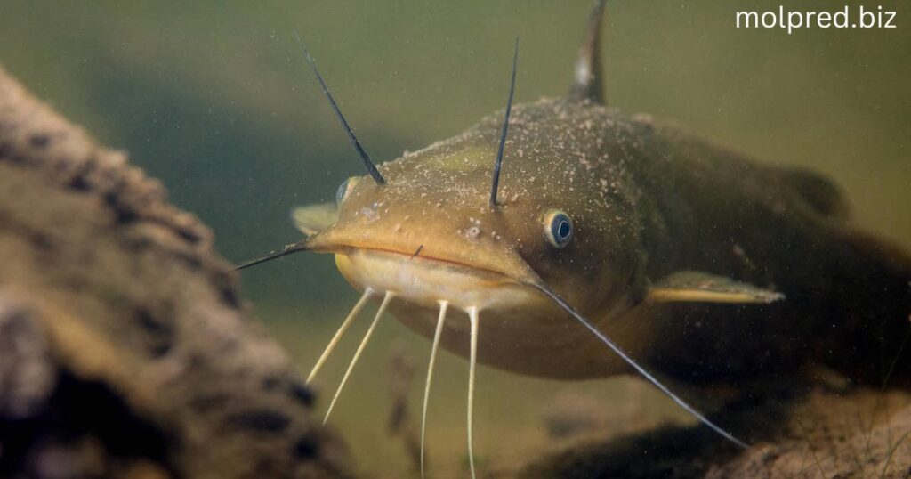 Yellow Bullhead Catfish พวกมันเหล่านี้สามารถพบได้ในลำธาร แม่น้ำ และทะเลสาบทั่วประเทศ พวกมันถูกพิจารณาว่าเป็นชนิด