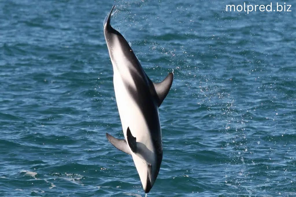 Dusky Dolphin พวกมันเป็นพวกที่ตัวเล็กที่สุดใน 33 ชนิดของพวกมันทั่วไปที่โตจนมีความยาวไม่เกิน 200 เซน และโดยทั่วไปมีน้ำหนักน้อย