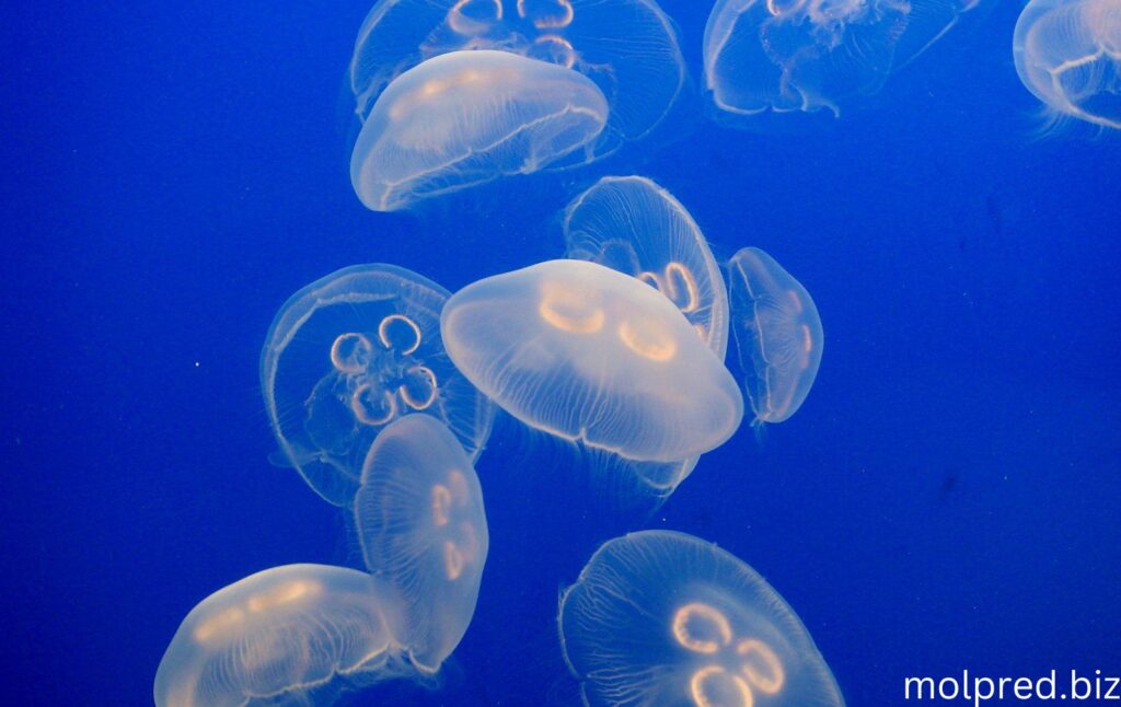 Moon Jellyfish พวกมันเหล่านี้ชอบบริเวณชายฝั่งของทะเล เช่น ท่าเรือหรือปากน้ำใกล้ชายหาด พวกเขามักถูกซัดขึ้นมาบนชายหาดเพราะว่ายน้ำ
