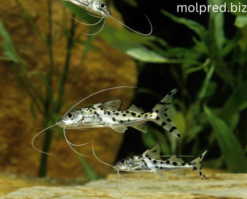 Pictus Catfish พวกมันเป็นพวกที่ตัวเล็กที่มีถิ่นกำเนิดในแอ่งน้ำตื้น พวกมันเหล่านี้มักเลี้ยงไว้ในบ่อพวกมันน้ำจืดและเป็นที่นิยม