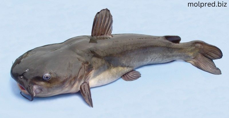WhiteCatfish พวกมันนั้นเป็นหนึ่งในชนิดที่เล็กที่สุด มีถิ่นกำเนิดในระบบแม่น้ำชายต่างๆทั่วไป และเป็นพวกที่จะอยู่ในน้ำจืดที่