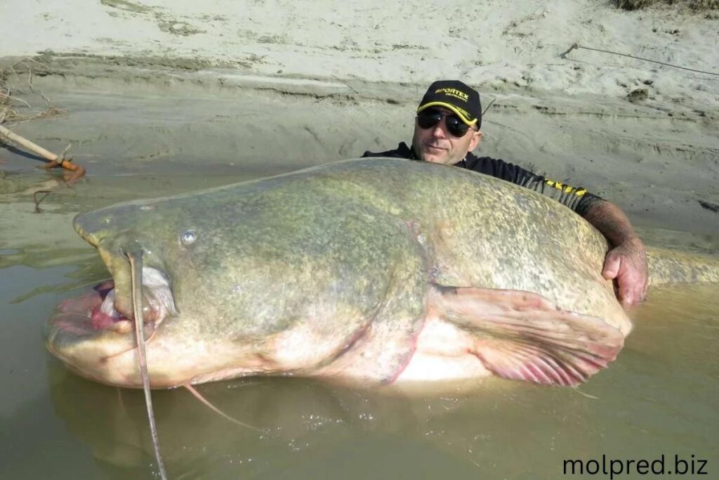 Giant Catfish พวกมันได้รับการยอมรับอย่างกว้างขวางว่าเป็นปลาดุกที่ใหญ่ที่สุด (ไม่รวมถึงชนิดที่อพยพไปมาระหว่างน้ำเค็มและน้ำจืดเช่น)