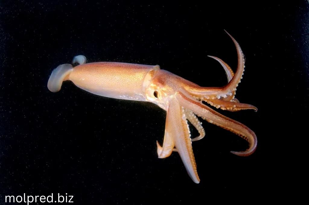 Squid พวกมันมีประมาณ 300 ชนิดพบได้ในน้ำทั่วโลก พวกมันกินของกินที่หลากหลาย รวมถึงพวกตัวเล็กๆ เช่น กุ้ง โดยปกติ