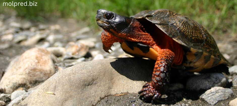Wood Turtle คำอธิบายของพวกมันคือพวกมันนั้นตัวเล็กน่าดึงดูดซึ่งแทบจะไม่เติบโตเกิน 10 นิ้ว พวกมันมีหลายชนิด พวกมันจมูกใหญ่