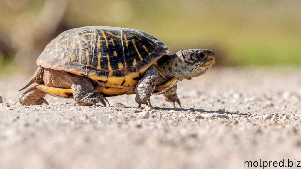 Ornate Box Turtle พวกมันนั้นค่อนข้างเล็ก ขนาดประมาณ 4-6 นิ้ว เมื่อโตเต็มที่ พอๆกับบัตรเครดิตของคุณ พวกมันมีเปลือกสองอัน