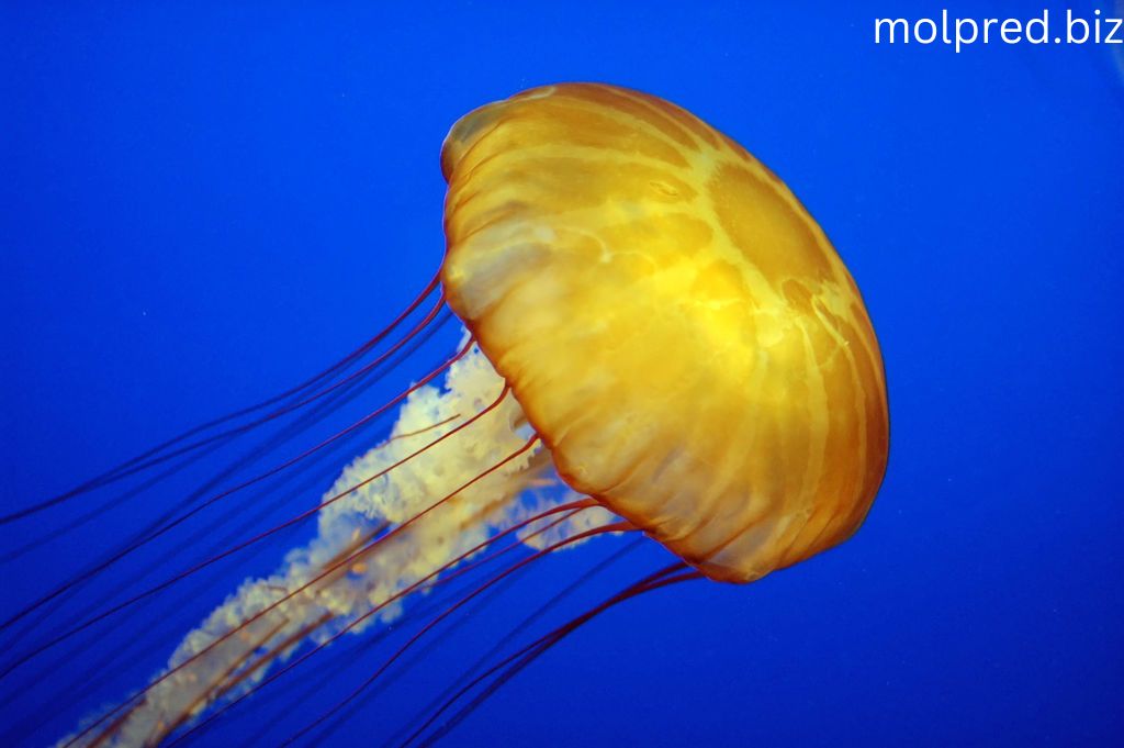 Jellyfish ถึงมันจะสวยแค่ไหน พวกมันก็ไม่มีสมอง เชื่อกันว่าพวกมันน่าจะเป็นนักว่ายน้ำกลุ่มแรกที่ขับเคลื่อนด้วยกล้ามเนื้อในทะเล